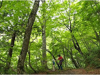 大山ブナの森ウオーク　さくっとコース