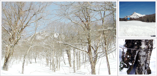 Snowshoe through Mt. Daisen Beech Forest