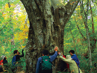 A Spiritual Walk through the Enchanting Forests of Holy Mountain Daisen