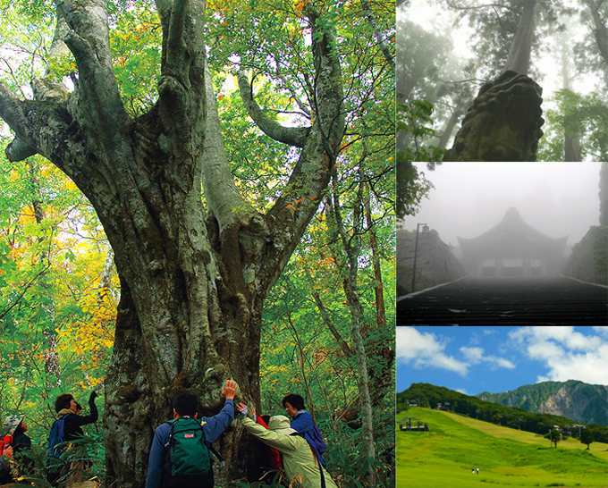 Giant Beech Forest in Mt. Daisen